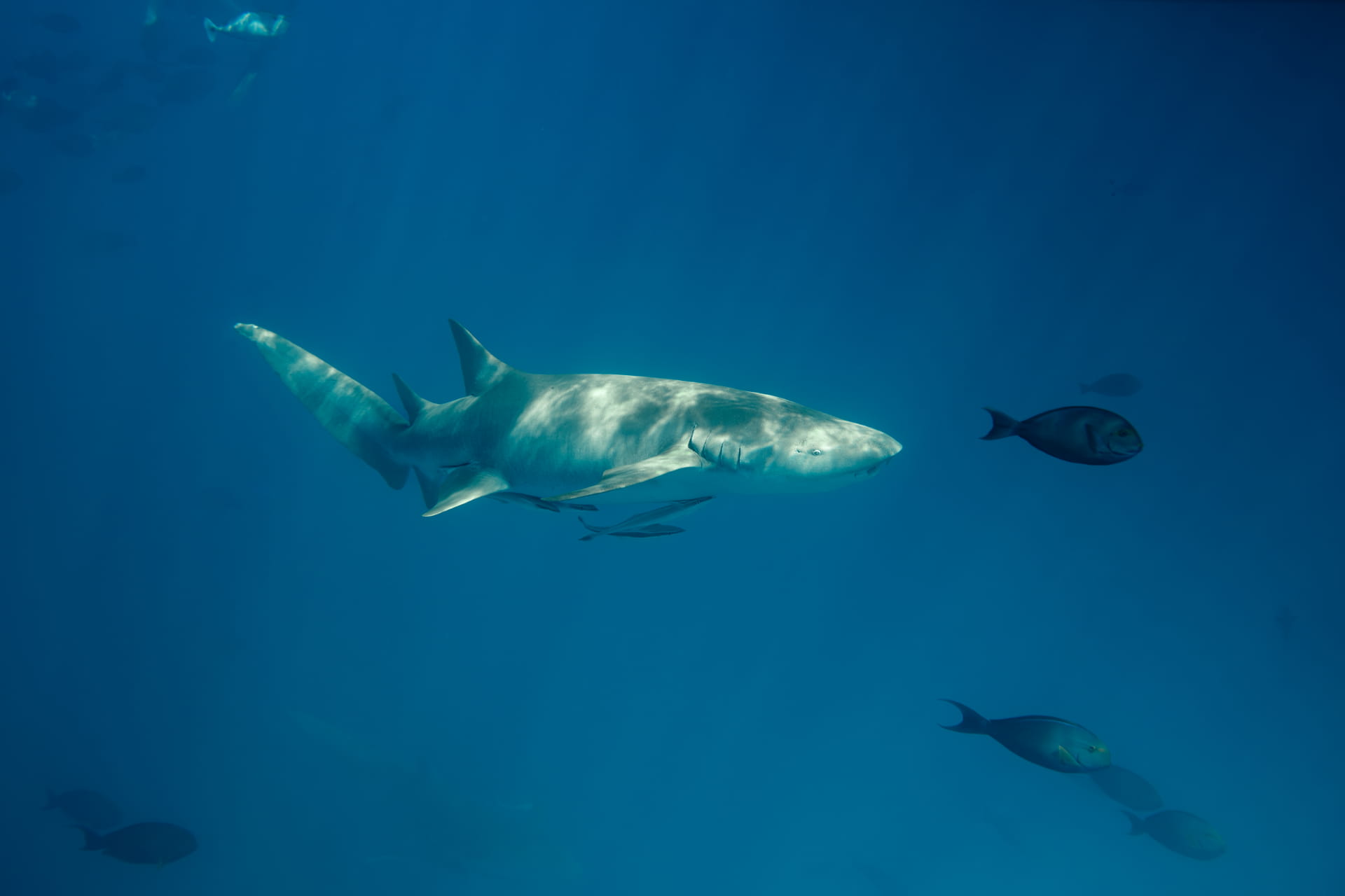 Ocean Conditioning Guide: Build Speed, Endurance and Confidence with Swimfins