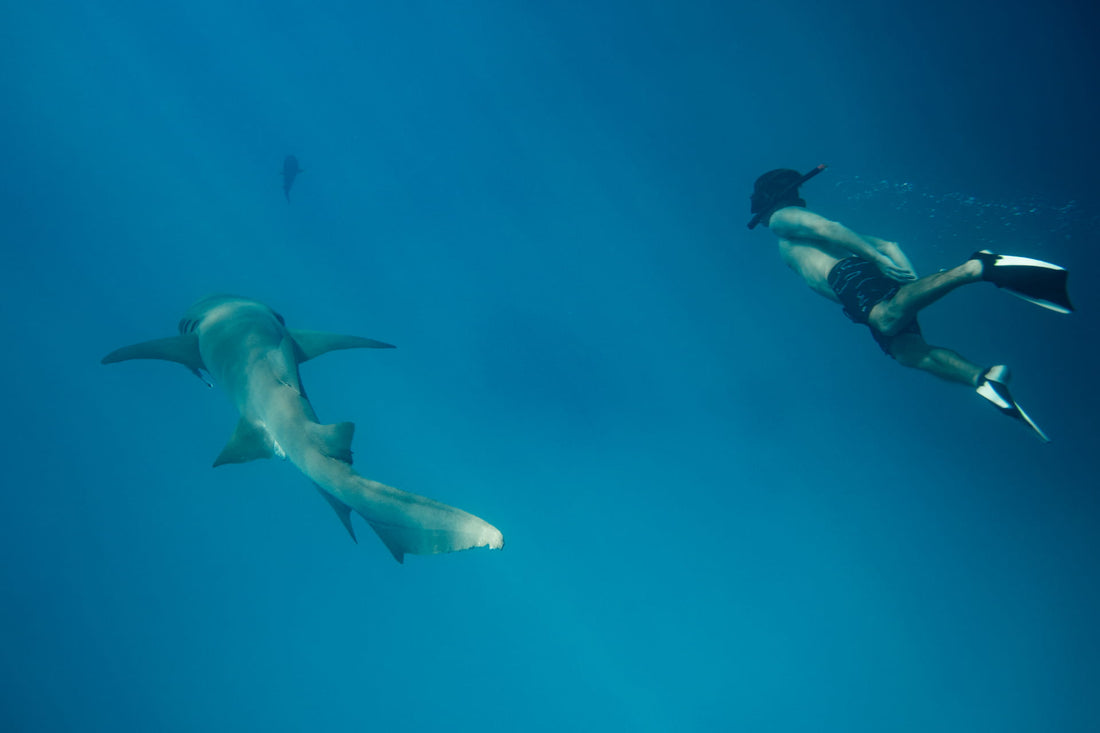 How to Choose the Right Swim Fins for Ocean Training